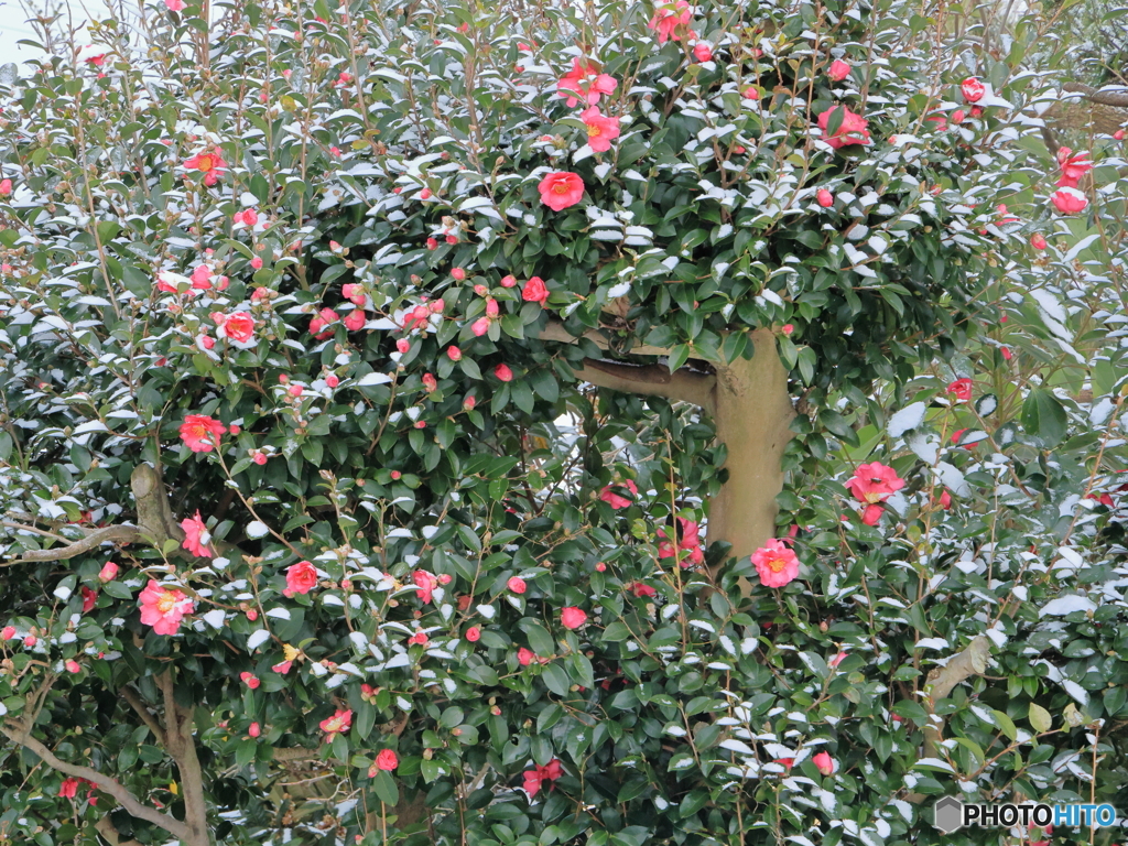 雪の朝散策 雪化粧の赤い山茶花