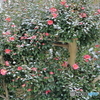 雪の朝散策 雪化粧の赤い山茶花