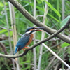 今日のカワセミ♀ 5/26 おいしいですか？