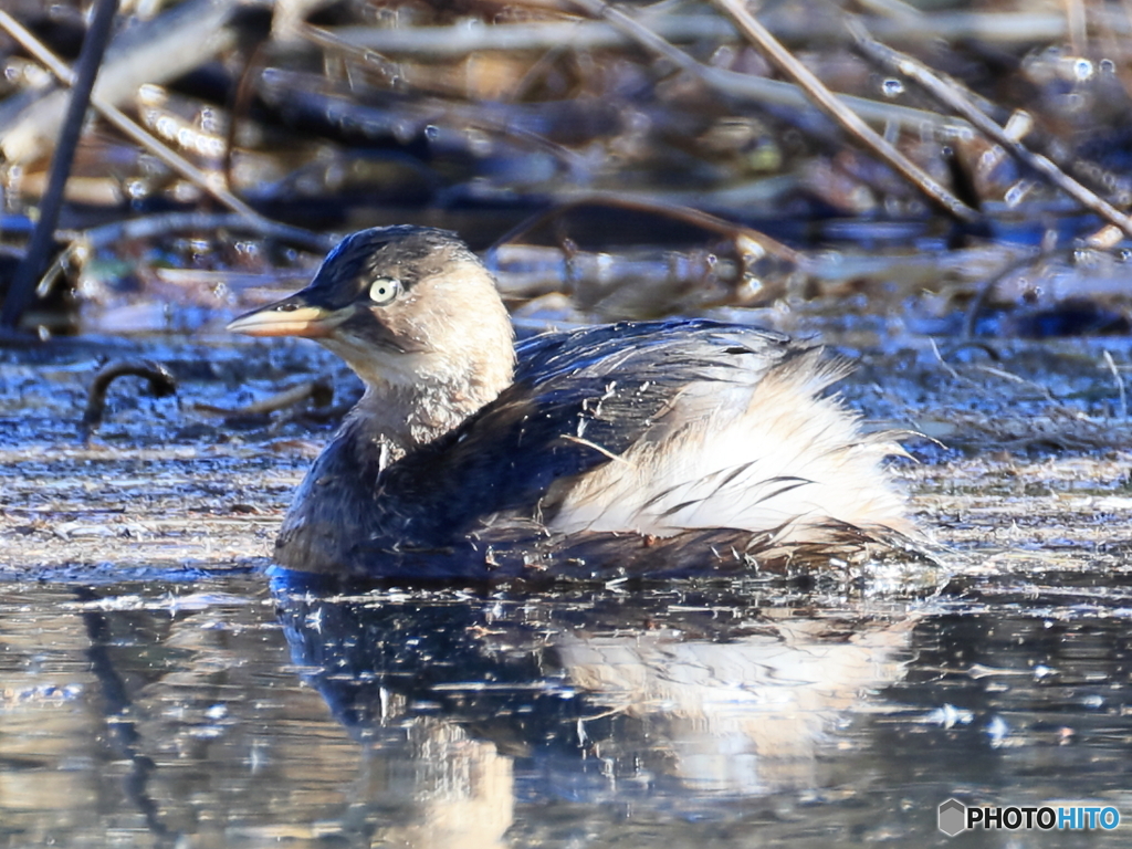 日々探鳥 カイツブリがブルルン