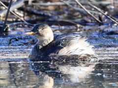 日々探鳥 カイツブリがブルルン
