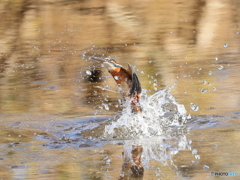 今日のカワセミ プッワと