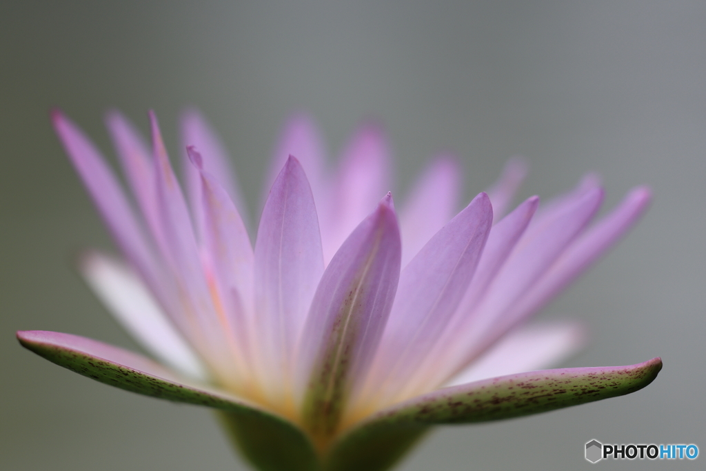 植物園散策 スイレン 淡紫の花びら