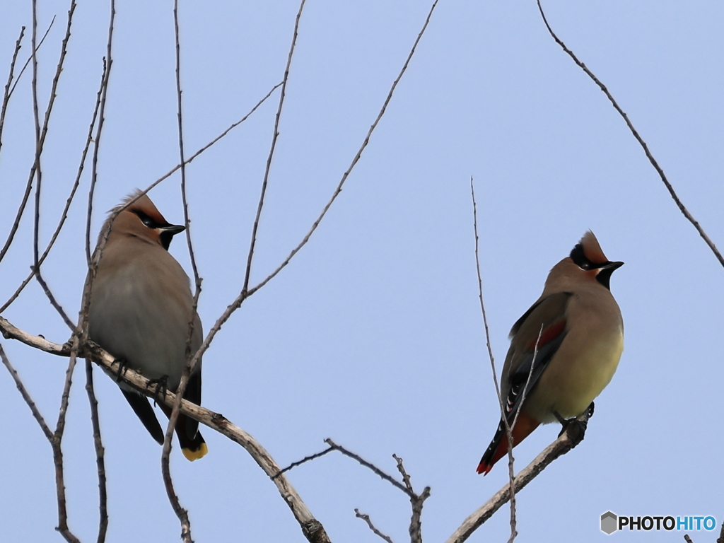 日々探鳥 緋と黄の競演