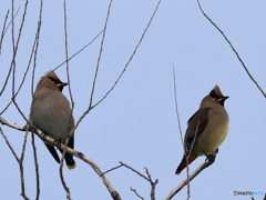 日々探鳥 緋と黄の競演