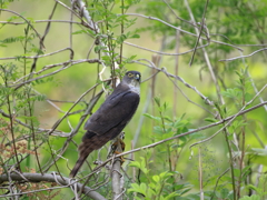 日々探鳥 あれ 居たの？ ツミ