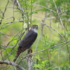 日々探鳥 あれ 居たの？ ツミ