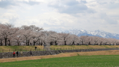 春の三重奏 菜の花蕾