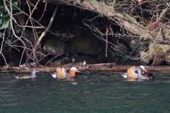 日々探鳥 二組のオシドリ