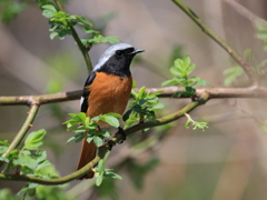 日々探鳥 若葉のジョビオ③
