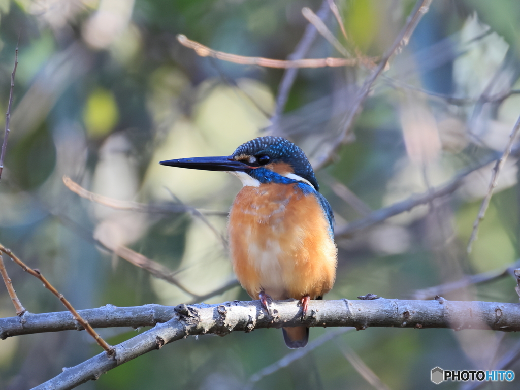 今日のカワセミ ようやく表舞台に