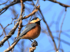 日々探鳥 暖かいな