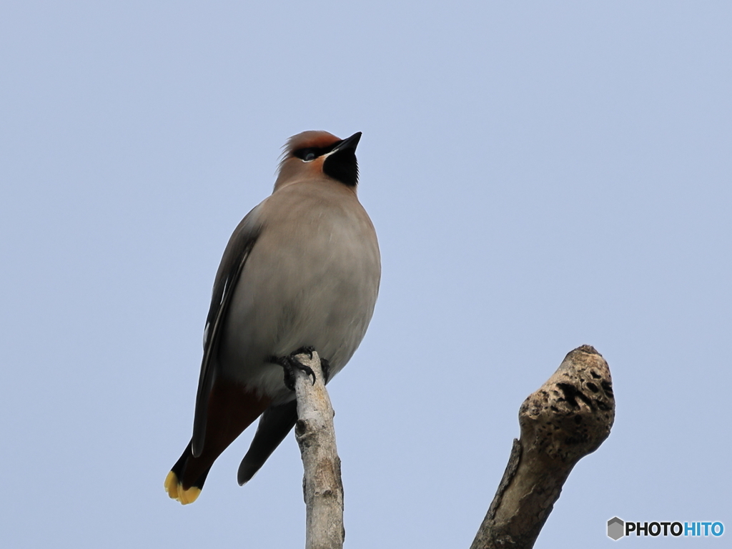 日々探鳥 今季初の黄連雀③