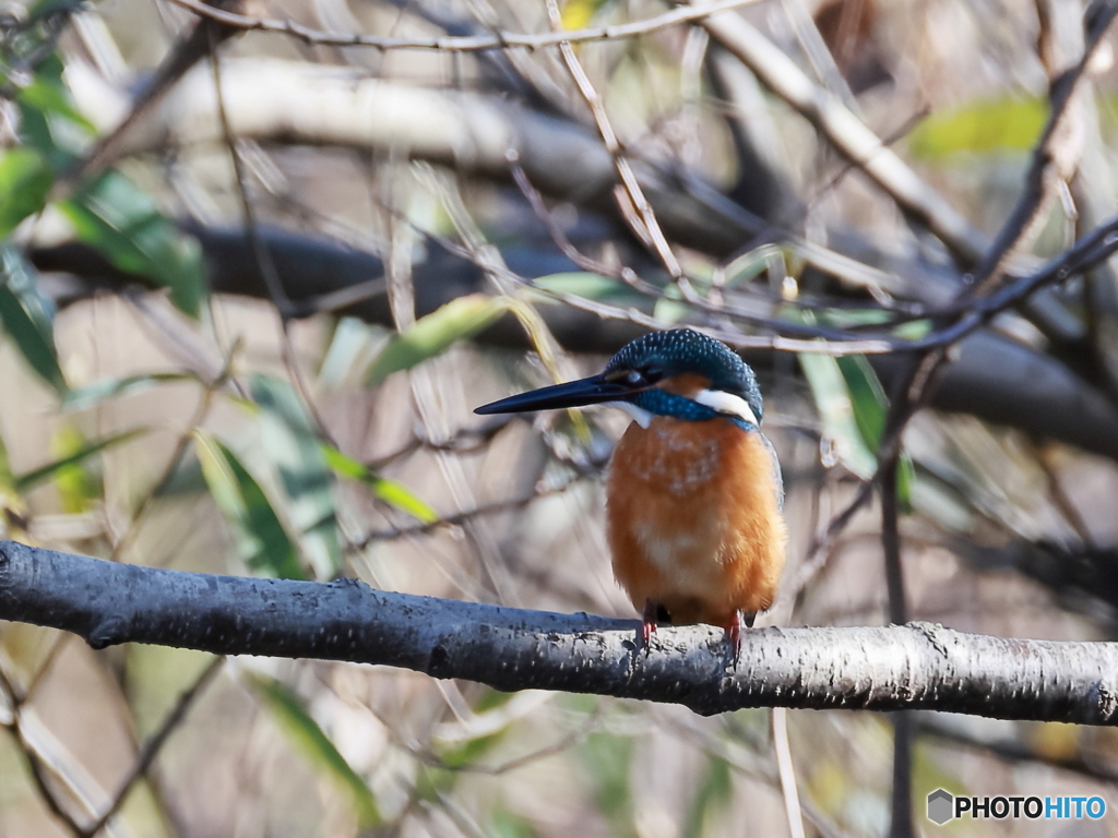 今日のカワセミ やや逆光で