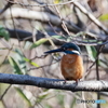 今日のカワセミ やや逆光で