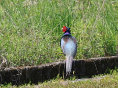 日々探鳥 キジの縄張り