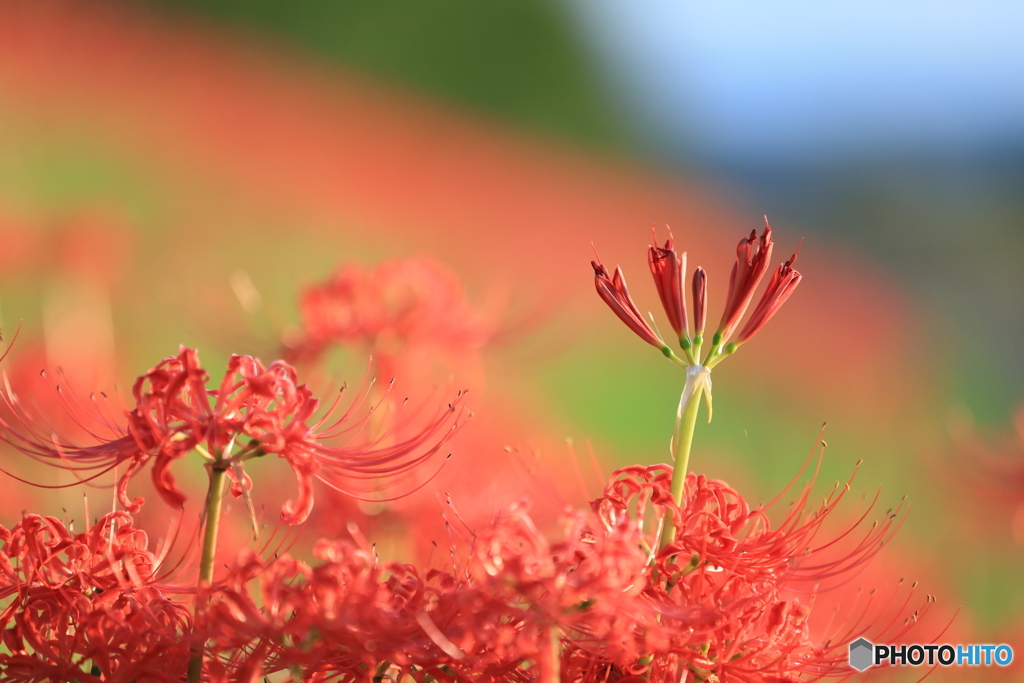 花散策 背比べ