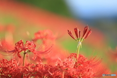 花散策 背比べ