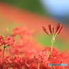 花散策 背比べ
