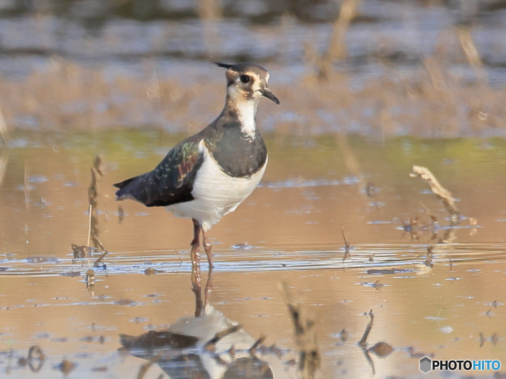 タゲリ百選 スラっとした雌 冠羽短い