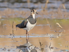 タゲリ百選 スラっとした雌 冠羽短い