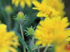 庭の花 ガザニア蕾