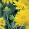 庭の花 ガザニア蕾