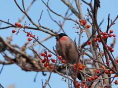 日々探鳥 こちらはアカウソ？♂