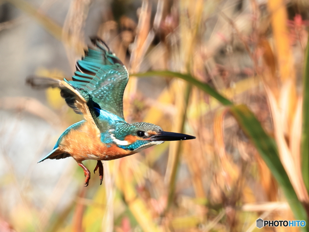 今日のカワセミ では、さようなら！