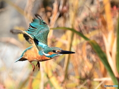 今日のカワセミ では、さようなら！