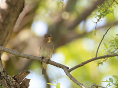 日々探鳥 オオルリ♀①