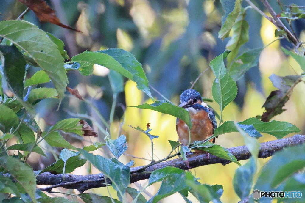 今日のカワセミ 私はどこでしょう？