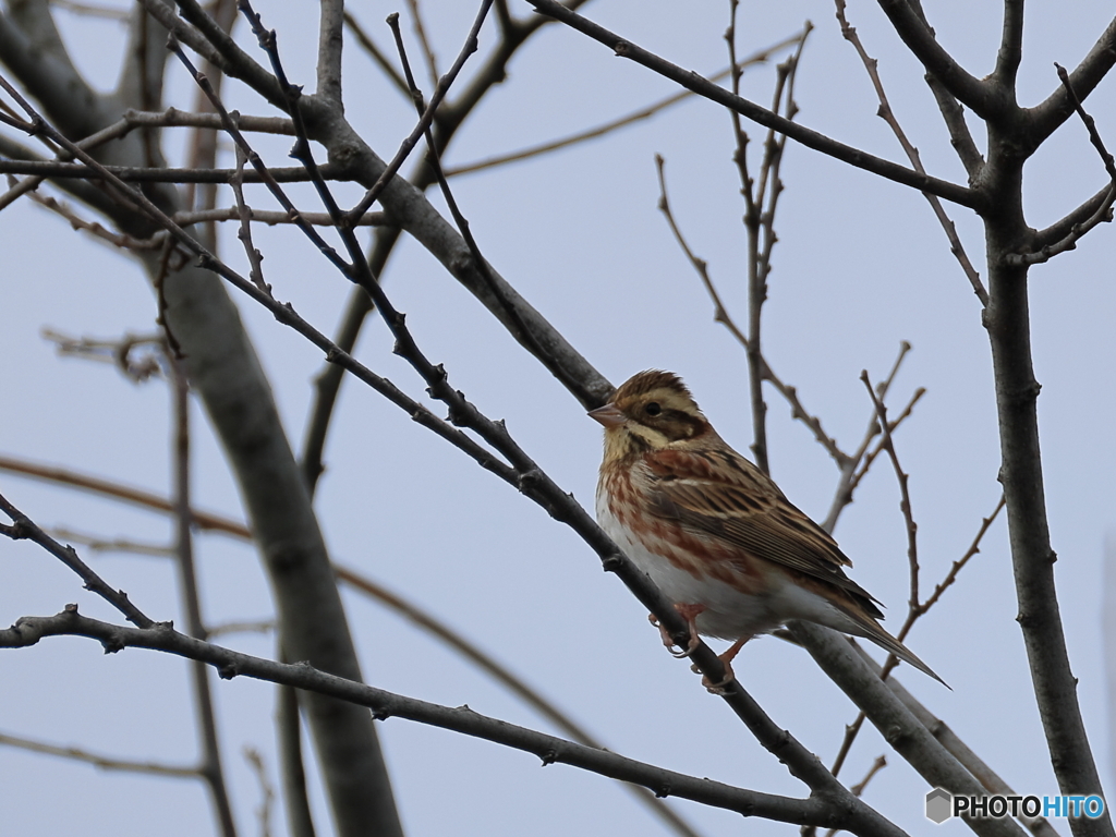 日々探鳥 今日のお出迎えはカシラダカ