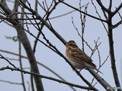日々探鳥 今日のお出迎えはカシラダカ