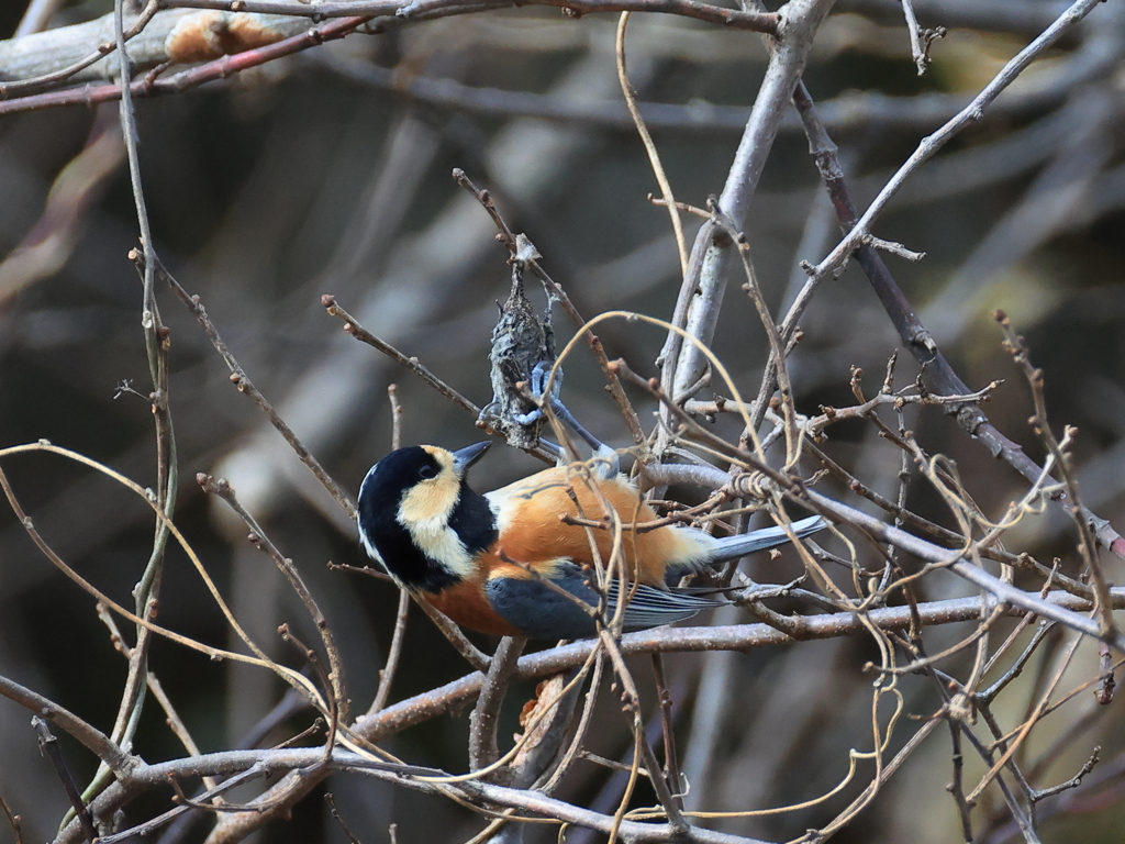 日々探鳥 混群のマヤガラ