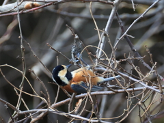日々探鳥 混群のマヤガラ