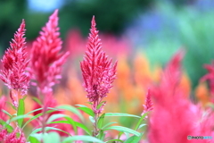 植物園散策 火炎