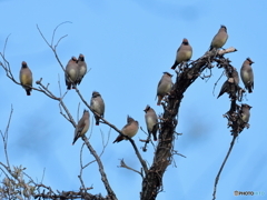 日々探鳥 群れで移動する連雀