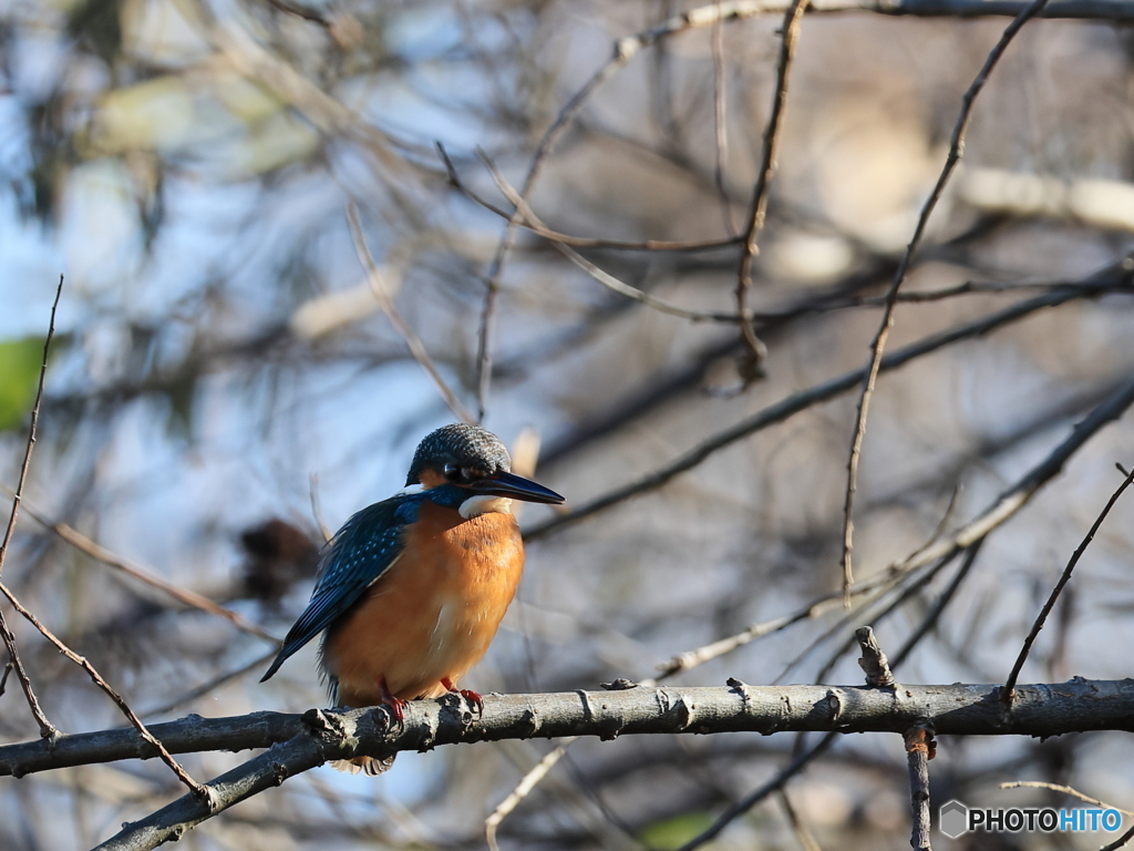 今日のカワセミ ハンサムさん①