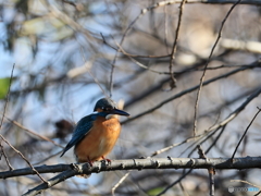 今日のカワセミ ハンサムさん①