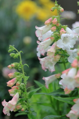 庭の花 ツリガネヤナギ