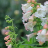 庭の花 ツリガネヤナギ