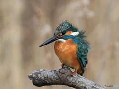 今日のカワセミ 風が寒いぞ！