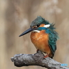 今日のカワセミ 風が寒いぞ！