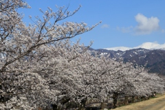 黒部川堤防桜堤