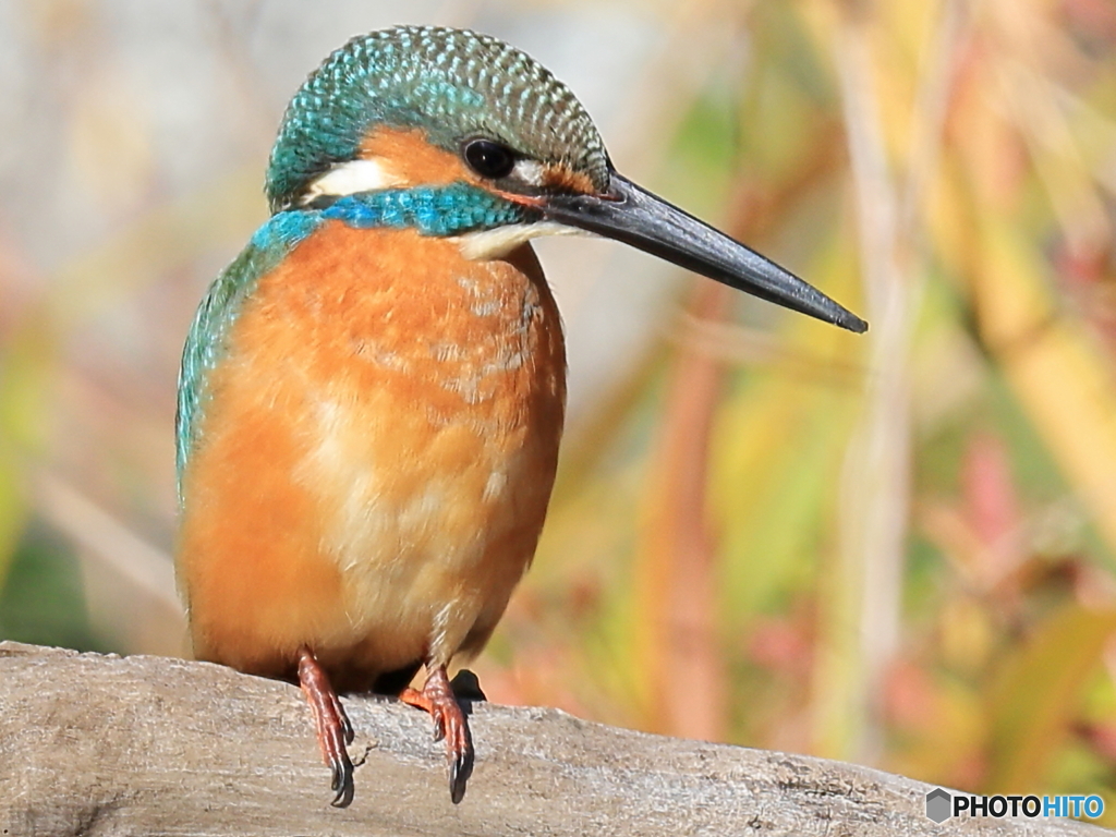 今日のカワセミ ドアップ