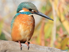 今日のカワセミ ドアップ