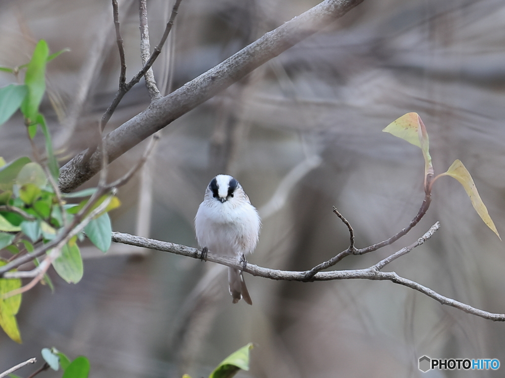 日々探鳥 こっち向いて、・・ エナガ