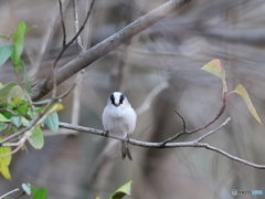 日々探鳥 こっち向いて、・・ エナガ