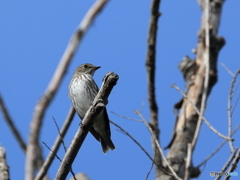 日々探鳥 獲物は来ないかな･･･？